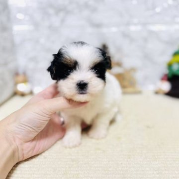 ミックス(マルチーズ×シーズー)【岐阜県・女の子・2025年10月3日・ブラック&ホワイト】の写真「柄が綺麗、可愛い女の子！！！」