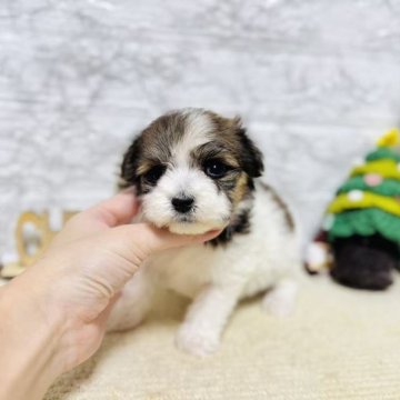 ミックス(チワワ×パピヨン)【岐阜県・女の子・2025年10月18日・ホワイト&レッドセーブル】の写真「元気いっぱい、可愛い女の子！」