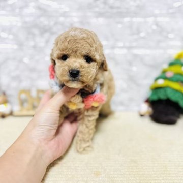 トイプードル(タイニー)【岐阜県・男の子・2025年10月9日・アプリコット】の写真「可愛い男の子！」