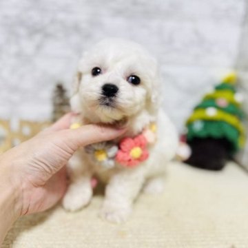 マルプー(マルチーズ×トイプードル)【岐阜県・男の子・2025年10月9日・クリーム】の写真「可愛い男の子！！！」