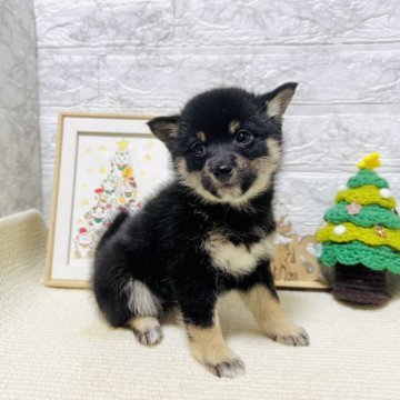 柴犬(豆柴)【岐阜県・女の子・2024年10月7日・黒】の写真「美人さん！」