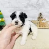 ミックス(マルチーズ×シーズー)【岐阜県・女の子・2025年11月25日・ブラック&ホワイト】の写真1