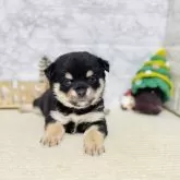 豆チワワ(チワワ×豆柴)【岐阜県・女の子・2025年10月20日・黒】の写真1