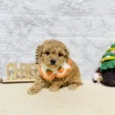 タイニープードル