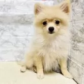 ポメラニアン