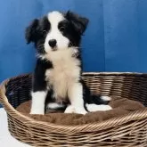 ボーダーコリー【岐阜県・男の子・2024年10月7日・ブラックホワイト】の写真1