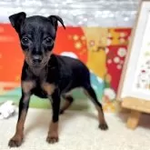 ミニチュアピンシャー【岐阜県・男の子・2025年2月6日・ブラックタン】の写真1