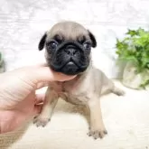 パグ