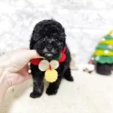 タイニープードル