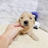 ゴールデンレトリバー