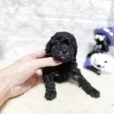 タイニープードル