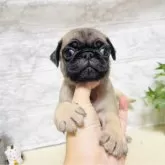 パグ