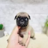 パグ