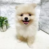 ポメラニアン