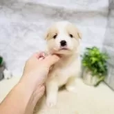 ボーダーコリー