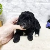 タイニープードル