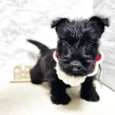 スコティッシュテリア