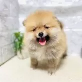 ポメラニアン