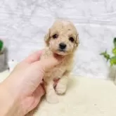 タイニープードル