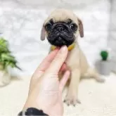 パグ