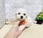 マルプー(マルチーズ×トイプードル)【岐阜県・男の子・2025年10月9日・クリーム】の写真2