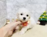 マルプー(マルチーズ×トイプードル)【岐阜県・男の子・2025年10月9日・クリーム】の写真3
