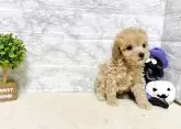 タイニープードル【岐阜県・男の子・2025年8月2日・アプリコット】の写真3