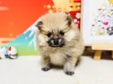ポメラニアン【岐阜県・女の子・2025年2月10日・オレンジ】の写真3