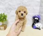 タイニープードル【岐阜県・男の子・2025年8月2日・アプリコット】の写真5