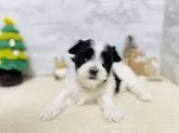 ミックス(マルチーズ×シーズー)【岐阜県・女の子・2025年11月25日・ブラック&ホワイト】の写真6
