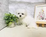 マルチーズ【岐阜県・男の子・2025年3月1日・ホワイト】の写真7