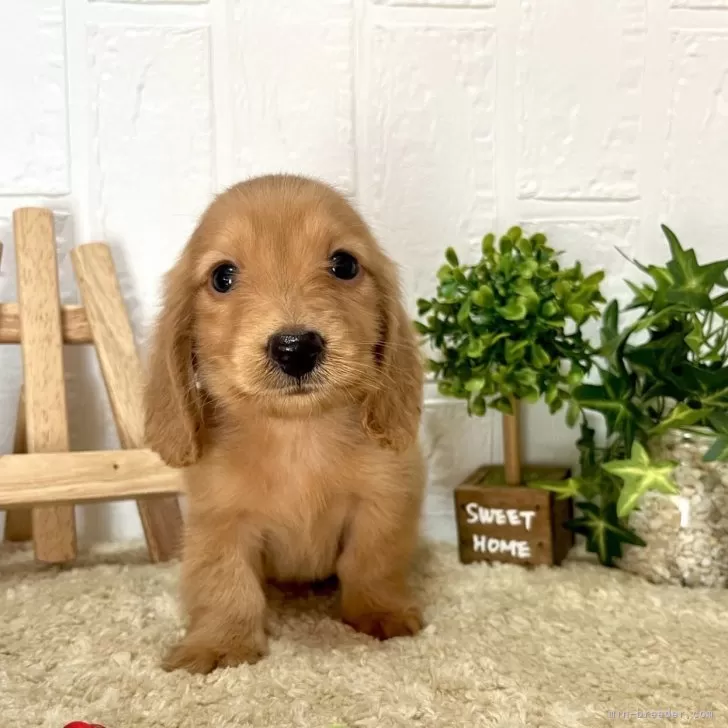 ID：2403-02519の子犬