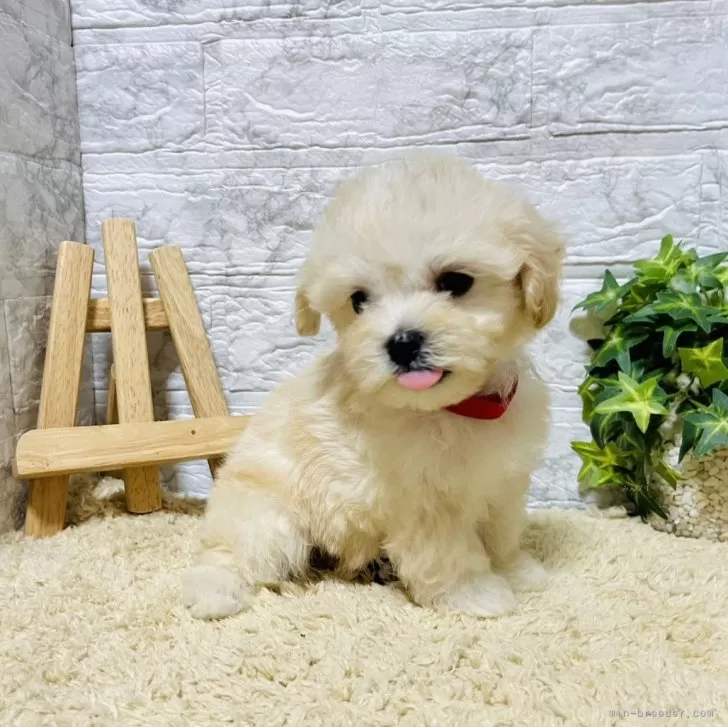 ID：2407-06481の子犬