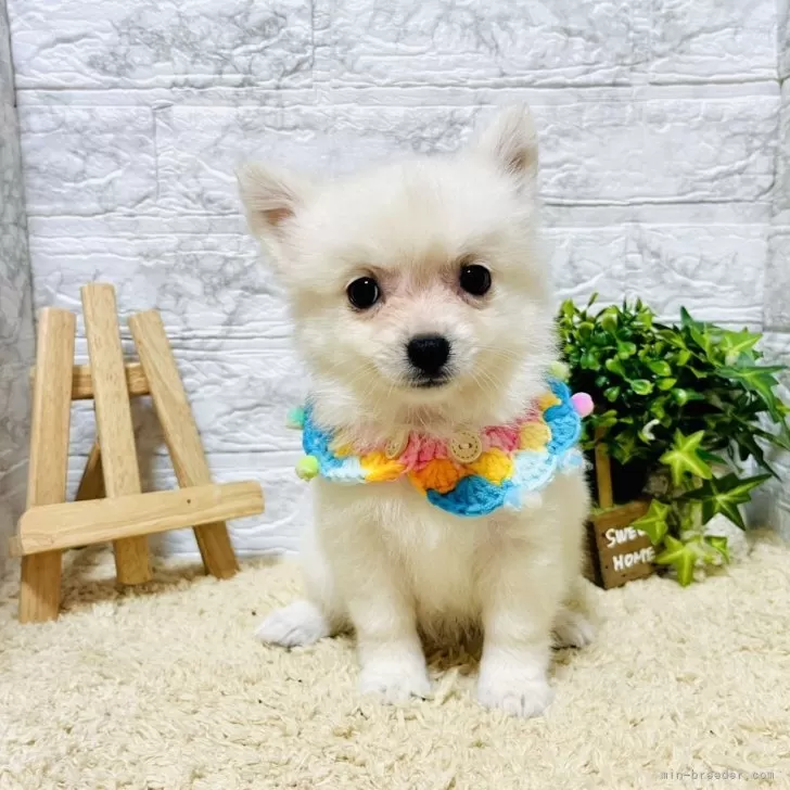 ID：2407-01059の子犬