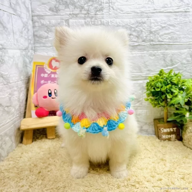 ID：2405-03895の子犬