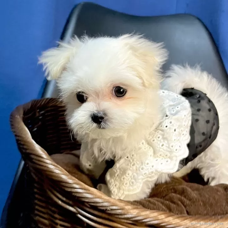 ID:2401-00472の子犬