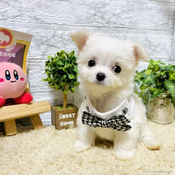 ID：2405-05566の子犬