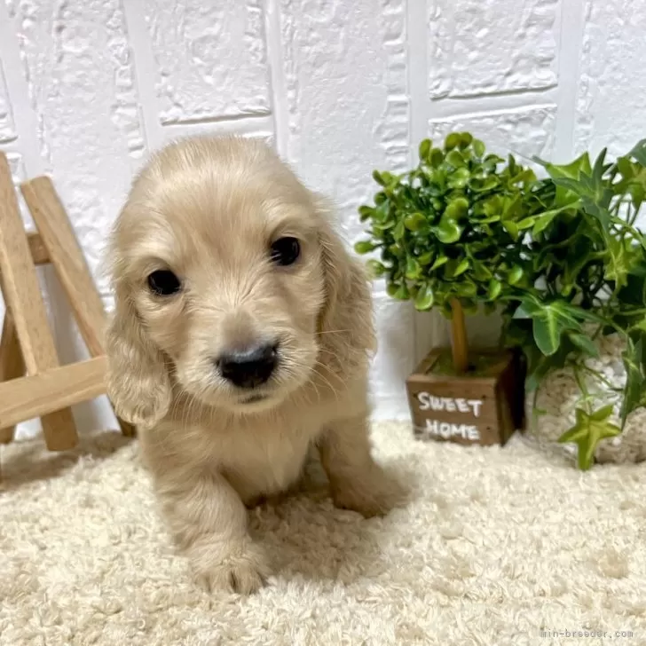 ID：2403-02523の子犬