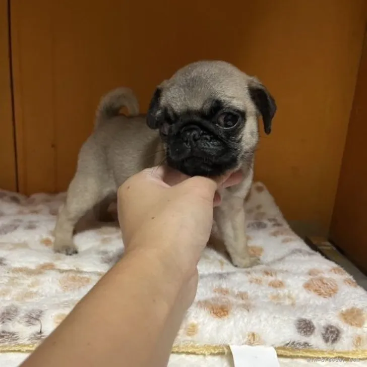ID：2309-03850の子犬
