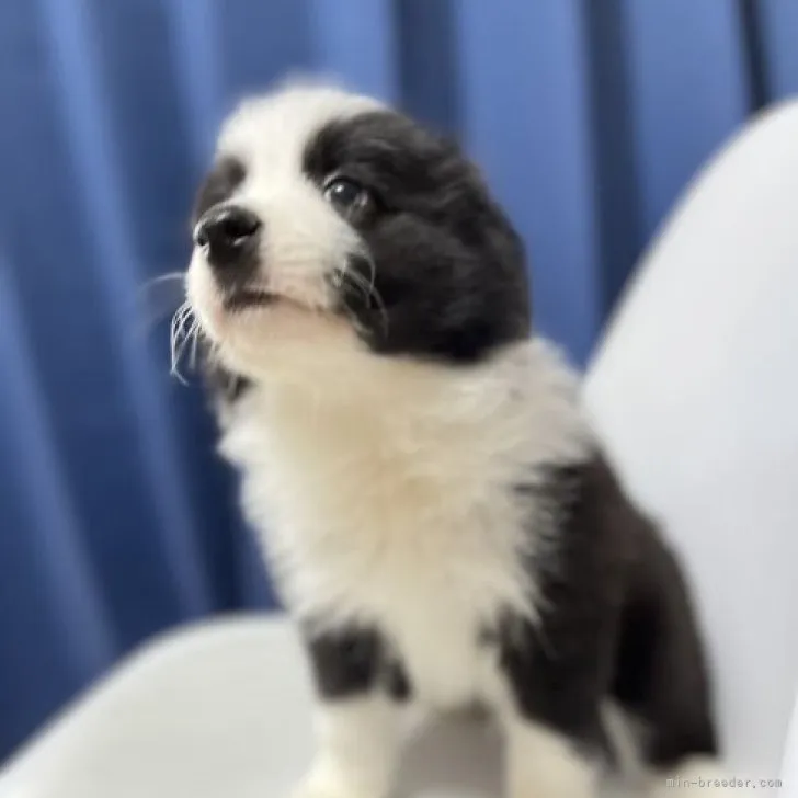 ID：2306-05362の子犬