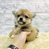 豆チワワ(チワワ×豆柴)【岐阜県・女の子・2024年3月5日・赤】の写真1