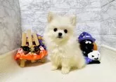 ポメチワ(チワワ×ポメラニアン)【岐阜県・男の子・2024年8月10日・クリーム】の写真2