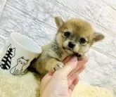 豆チワワ(チワワ×豆柴)【岐阜県・女の子・2024年3月5日・赤】の写真2