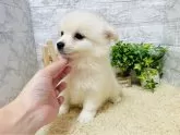 ミックス(チワワ×日本スピッツ)【岐阜県・男の子・2024年6月1日・クリーム】の写真4