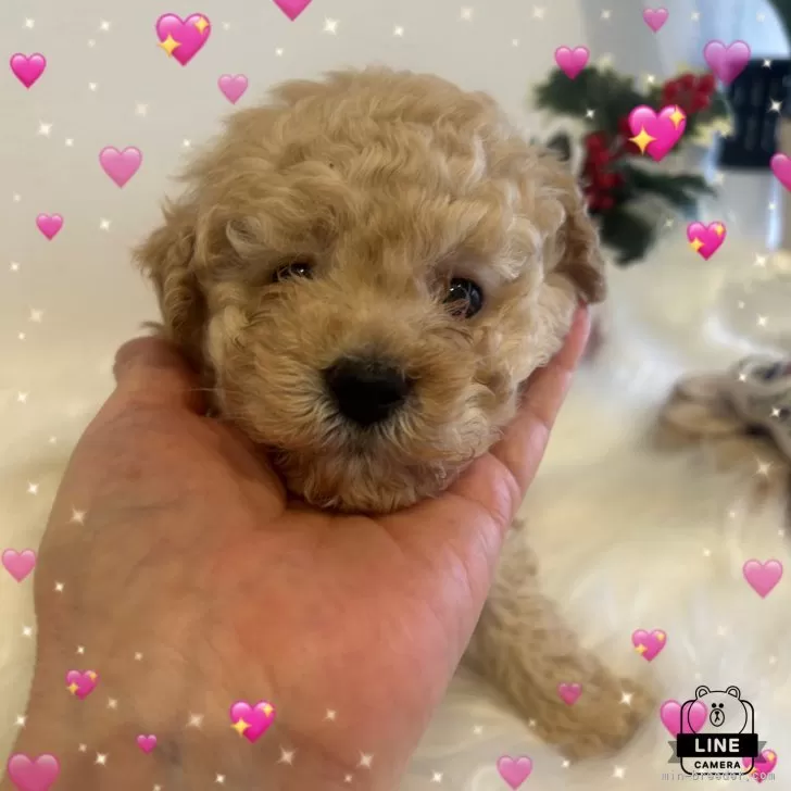 ID:2502-06958の子犬