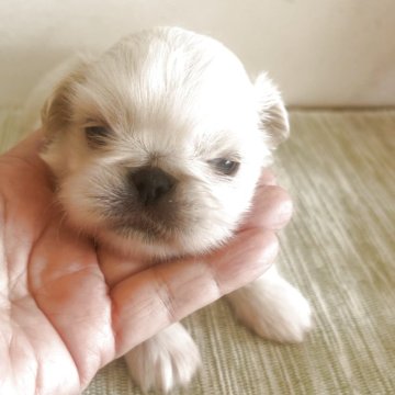 ペキチワ(チワワ×ペキニーズ)【愛媛県・男の子・2025年10月21日・ホワイト】の写真「可愛い男の子」