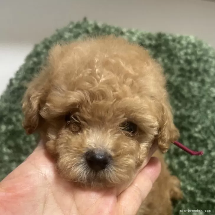 ID:2408-01698の子犬