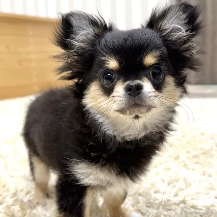 びび 様のお迎えした子犬