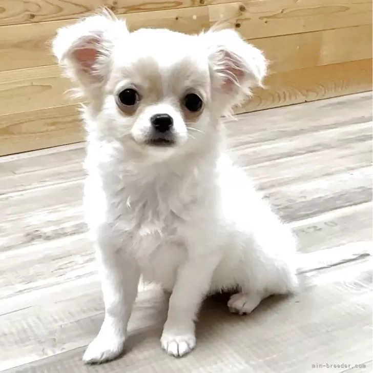 ID:2505-07604の子犬
