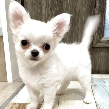 チワワ(ロング)【神奈川県・男の子・2025年4月9日・ホワイト&クリーム】の写真「可愛い男の子」